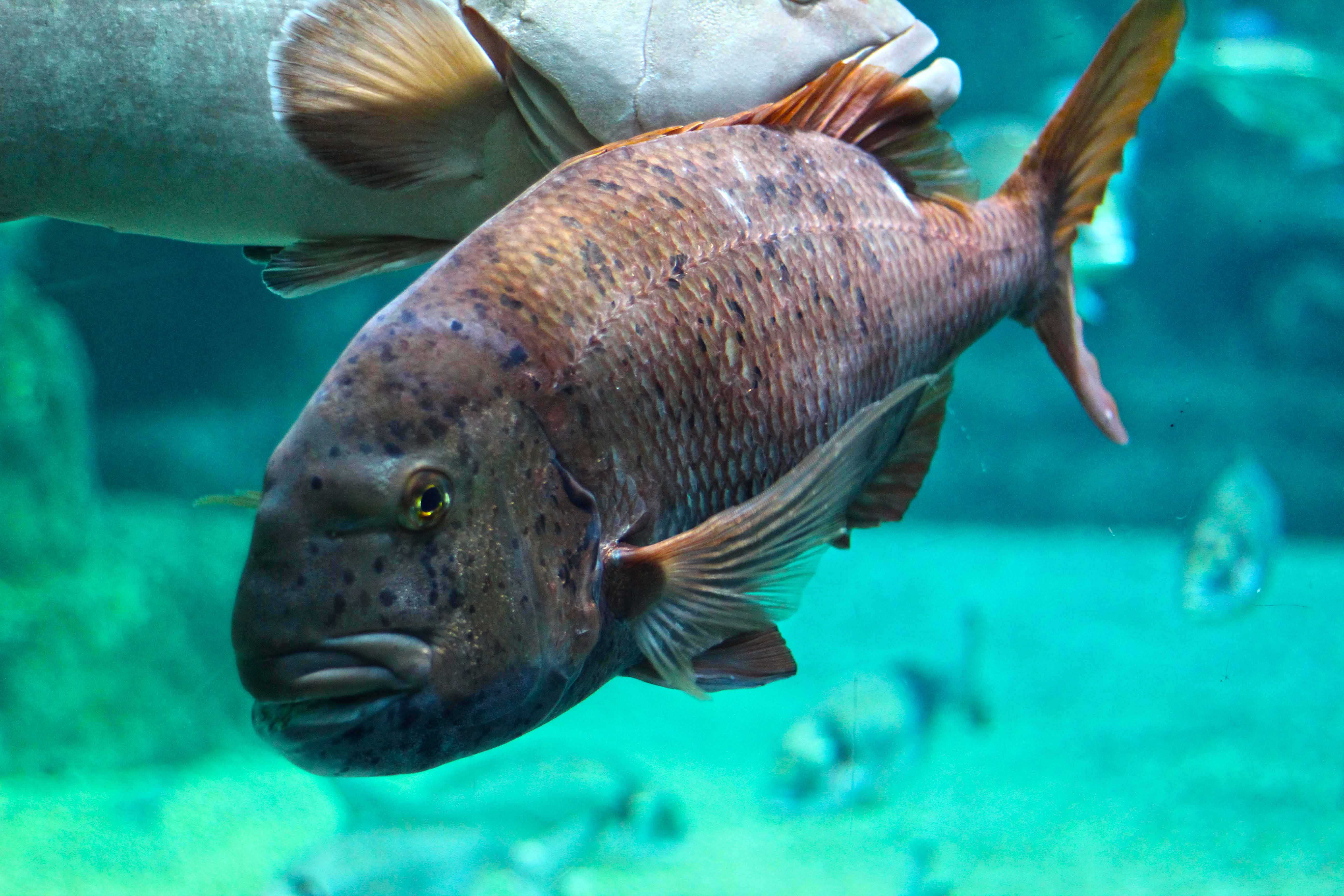 361_alta_Aquarium Pagrus Auriga.JPG